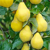 Fruit trees offer - Buy UK