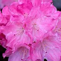 Plant flowering shrubs to attract wildlife into your garden - UK Delivery