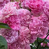 Plant flowering shrubs to attract wildlife into your garden - UK Delivery