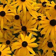 Plant flowering shrubs to attract wildlife into your garden - UK Delivery