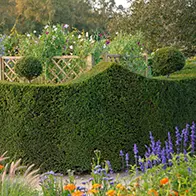 Huge range of rootball hedging plants with 35% off, buy online, UK delivery