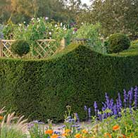 Huge range of rootball hedging plants with 35% off, buy online, UK delivery