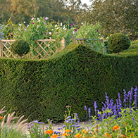 Huge range of rootball hedging plants with 40% off, buy online, UK delivery