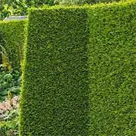 Huge range of evergreen screening trees and plants with 35% off, buy online, UK delivery