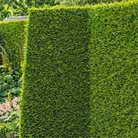 Rootball hedging plants with great offers - UK delivery