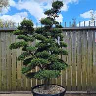 Japanese Cloud trees, expertly trained topiary, available to buy online with UK delivery