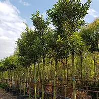 Fruit trees offer - Buy UK