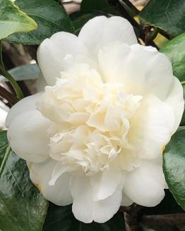 Camellia Japonica Snow Ball