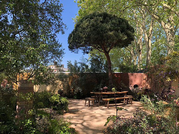 Specimen Stone Pine Tree adds a defined Focal Point in the Garden
