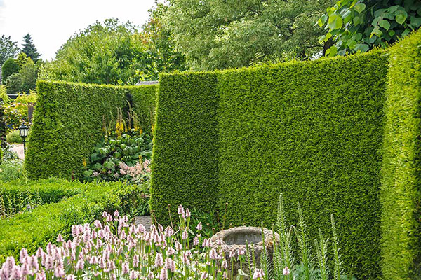 An established hedge immediately gives a garden enclosure and privacy 