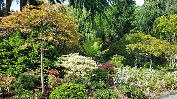 Focal Point - Japanese Maple Tree