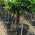 Bay Tree, Lollipop Topiary trees offer to buy online, UK