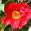 Camellia Japonica Dr Burnside flower close up detail