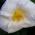White Flowering Camellias - White Nun, evergreen shrub buy online UK