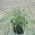Carex grasses for sale UK
