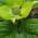 New bracts of Cornus Kousa Schmetterling - lime green will turn bright white. Great specimens for sale online UK & Ireland