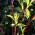Siberian dogwood foliage in Spring, bright red stems and lime green leaves, buy UK