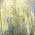 Cortaderia Pampas Grass, For Sale online, UK