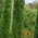 Cupressus Sempervirens Trees, Trees for sale in London & Online UK