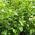 Griselinia Littoralis hedging shrub to buy online UK