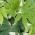 Variegated Fatsia Japonica, evergreen shrubs to buy online, UK 