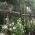 Hibiscus White flowering shrub - underplanted, buy online UK