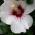 Hibiscus flowering shrubs buy online UK plant centre