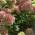 Hydrangea Paniculata Bobo flowering in autumn - for sale online UK delivery