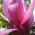 Magnolia Lilliflora Nigra or Black Lily Magnolia for sale online UK