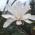 Magnolia Stellata - the Star Magnolia - blooms in Spring buy online UK