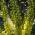 Mahonia evergreen shrub for sale UK