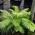 Matteuccia Struthiopteris Ferns for sale online, London fern nursery, UK