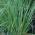 Pampas Grass for sale UK