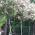 Photinia Full Standard Trees in bloom, for sale UK