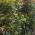 Ornamental shrub Pieris Japonica to buy online UK