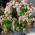 Pieris Katsura Flowering Shrubs for wildlife to buy online UK