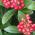 Skimmia Japonica Pabella evergreen shrub with red berries for sale UK