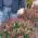 Skimmia Japonica Rubella, Winter Flowering Plants UK