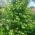 stewartia trees for sale online, flowering trees and shrubs, uk