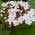 Evergreen Flowering Shrub Viburnums for sale in London and online UK