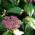 Viburnum Tinus Flower Buds, Spring, Paramount Plants - for sale at our london garden centre & online.