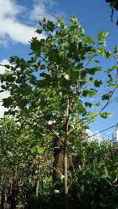 Liriodendron Tulipifera Trees £95