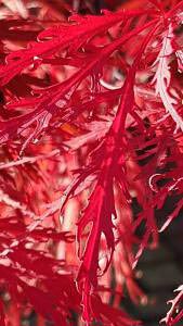 Acer Palmatum Dissectum Garnet, Autumn leaf colour, trees for sale online UK