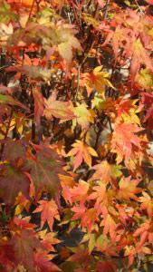 Acer Palmatum Orange Dream, Japanese Acers for sale, nationwide delivery UK. 