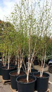 Betula Jacquemontii, Multistemmed Silver Birch, London UK - for sale at our london garden centre & online.