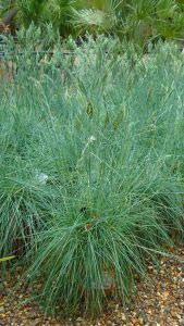 Festuca Glauca, Buy Online Uk