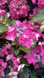 Purple Hydrangeas with purple leaves - buy online London garden centre UK
