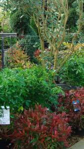 Leucothoe autumnal shrub for sale - to buy online with UK delivery