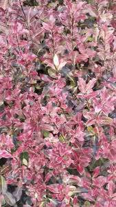 Pittosporum Tenufolium variety Tom Thumb - attractive evergreen shrubs for sale UK