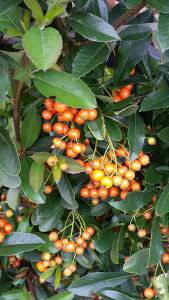 Pyracantha Orange Charmer variety for sale online, London garden centre, UK